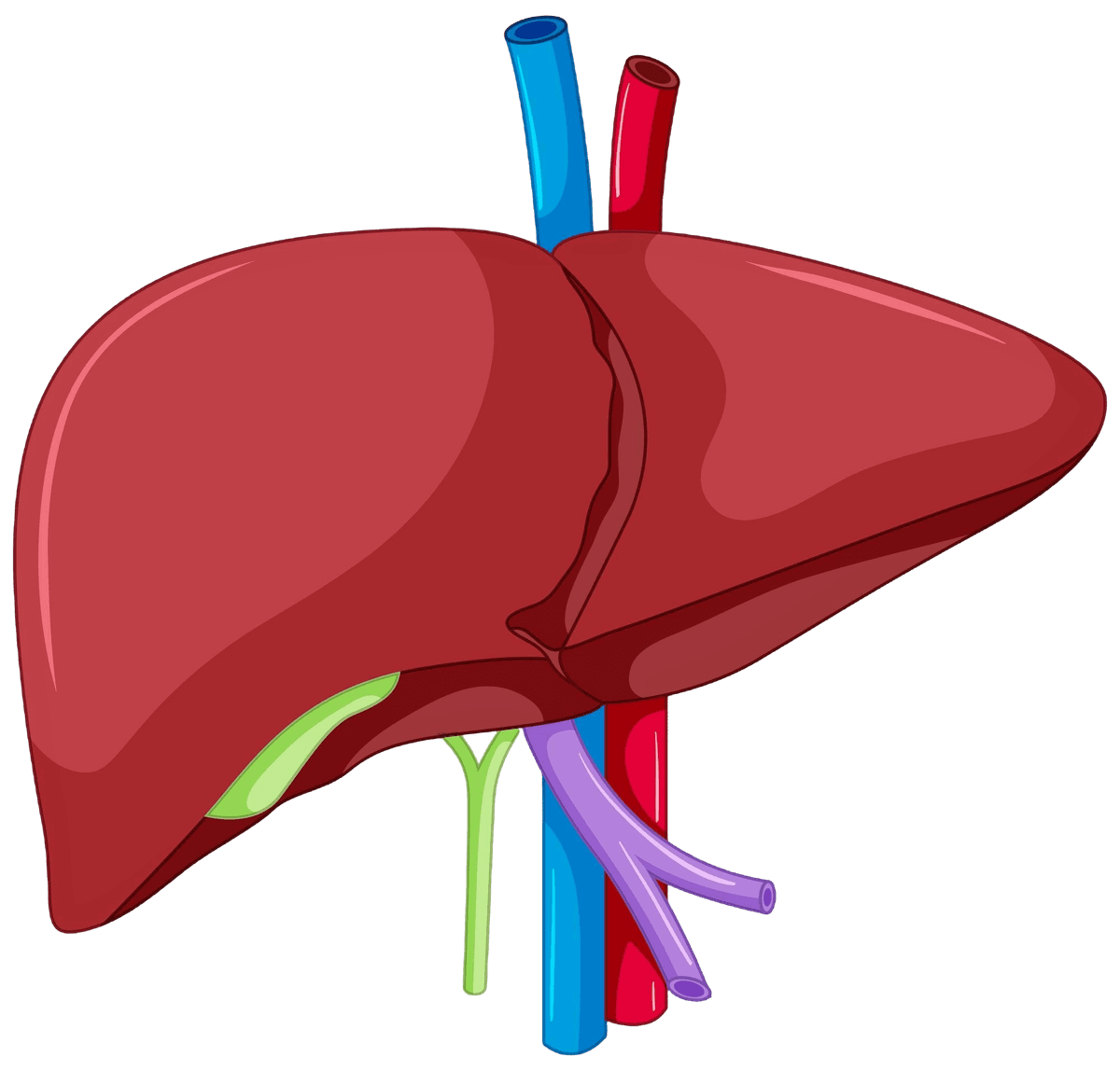 Liver